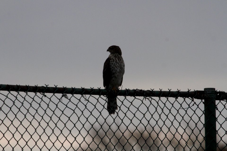 IMG 3130c Cooper's Hawk LeVasseur Park Kankakee IL 11-8-2018