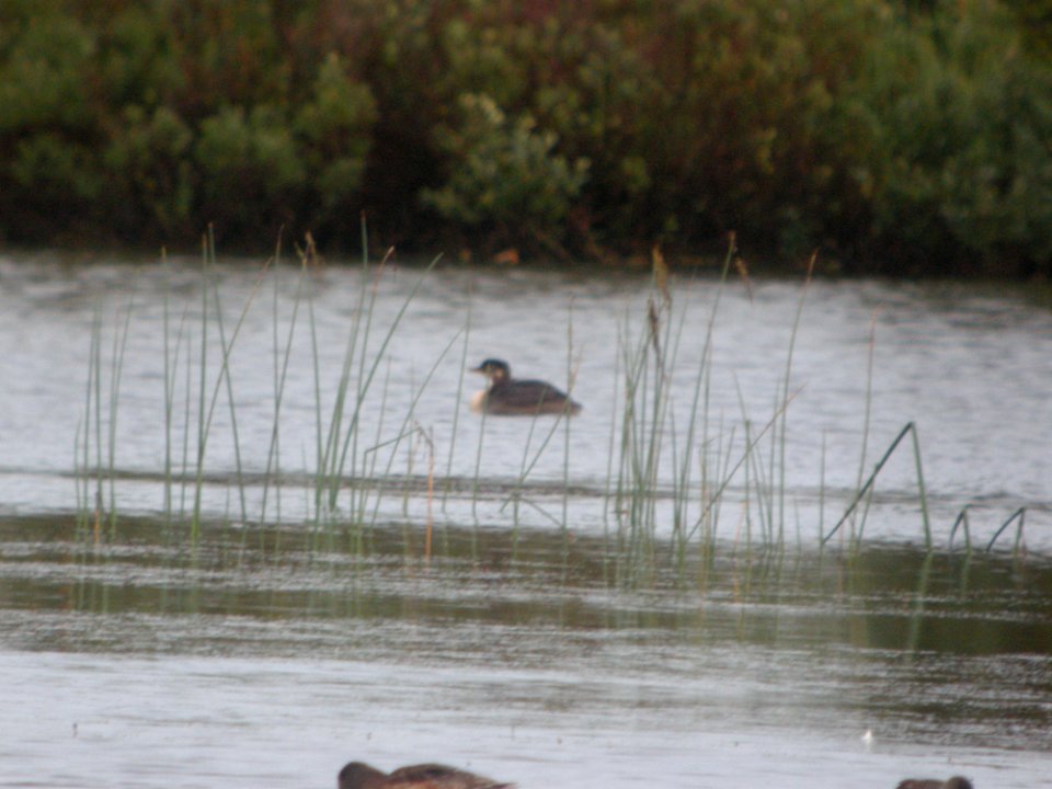 DSCN0438c Red-necked Grebe Westchester Lagoon Anchorage AK 8-16-2018