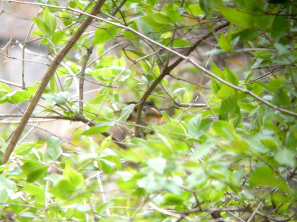 DSCN3079 c American Redstart Bourbonnnais IL 5-2-2014 (Photo thru bins)