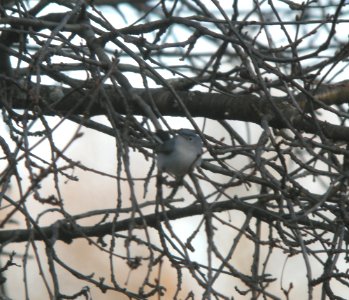 DSCN2959 c Blue-gray Gnatcatcher Kankakee IL 4-11-2014