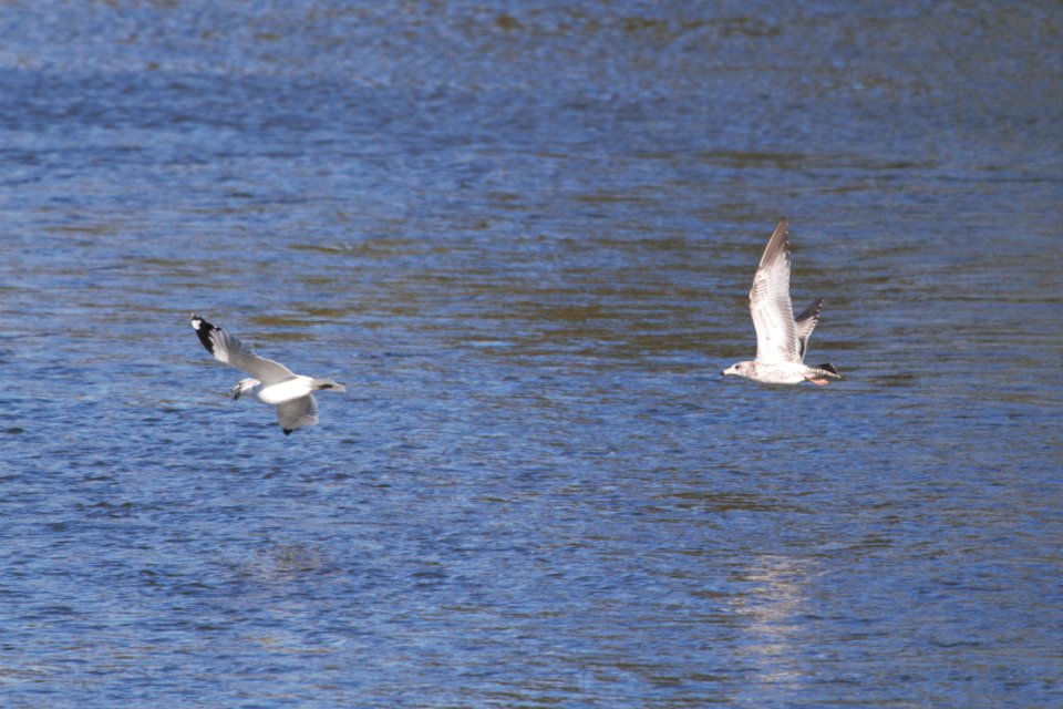 IMG 2784c Ring-billed and Herring Gull Dam Kankakee IL 10-22-2018