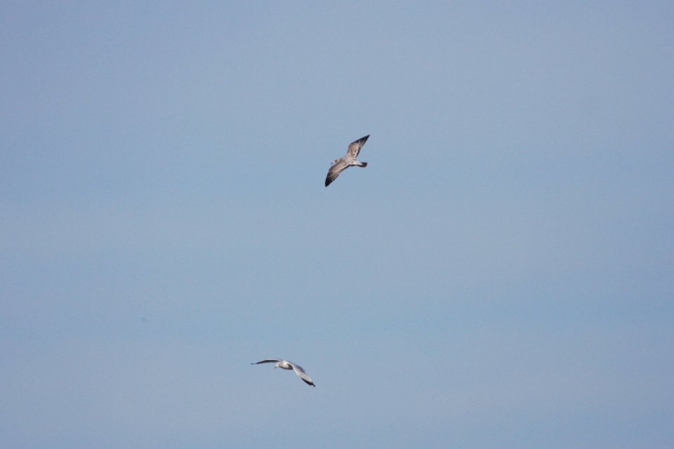 IMG 2720c Herring and Ring-billed Gull Dam Kankakee IL 10-22-2018