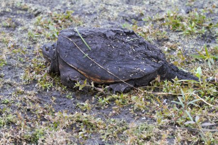 IMG 2279c Snapping Turtle Willowhaven Kankakee Co IL 10-1-2018