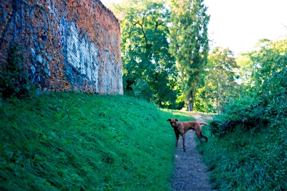 Minolta Hi-Matic G - A Dog