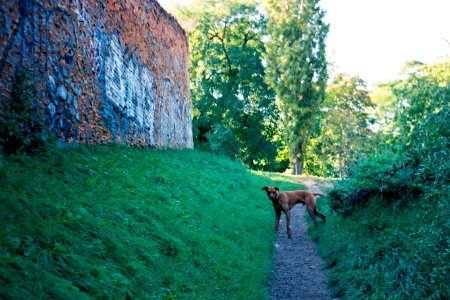 Minolta Hi-Matic G - A Dog