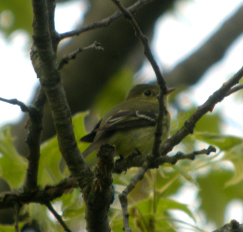 DSCN3277 c Yellow-bellied Flycatcher  Willow Slough FWA IN 5-21-2014