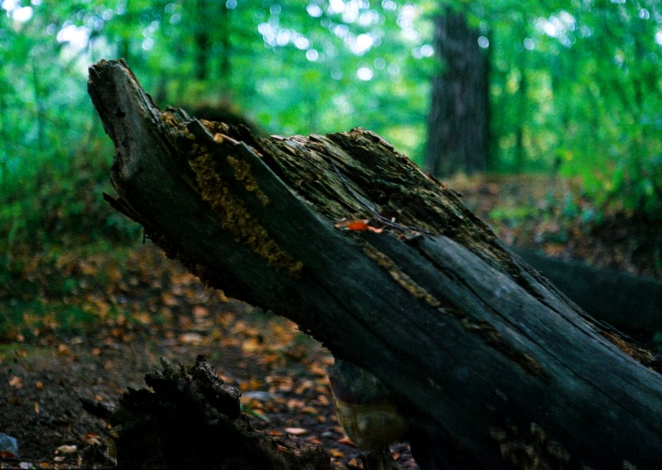 Exa + Tessar 2,8/50 - Transience Cycle