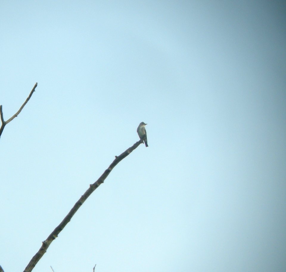 DSCN3263 c Olive-sided Flycatcher  Bourbonnais IL 5-20-2014 (Photo thru bins)
