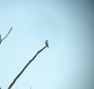 DSCN3263 c Olive-sided Flycatcher  Bourbonnais IL 5-20-2014 (Photo thru bins)