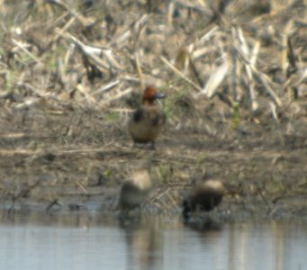 DSCN3301 c Redhead  Bourbonnais IL 5-21-2014