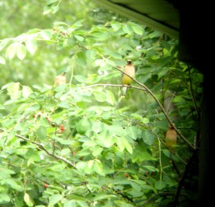 DSCN3457 c Ceder Waxwing  Kankakee IL 6-16-2014 (Serviceberry Tree) (Photo thru bins)