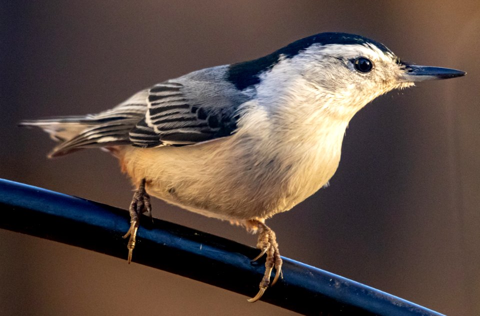White-breasted Nuthatch