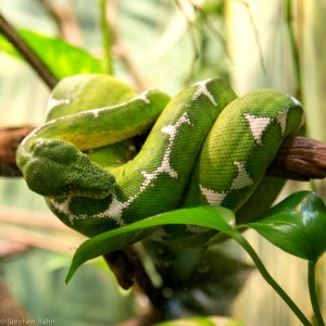 Zoo Atlanta Snake photo