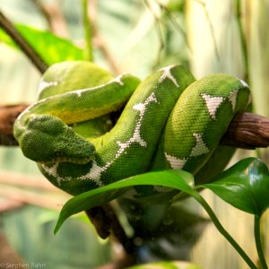 Zoo Atlanta Snake