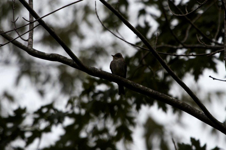 IMG 2265c Eastern Wood-Pewee Willowhaven Kankakee Co IL 10-1-2018