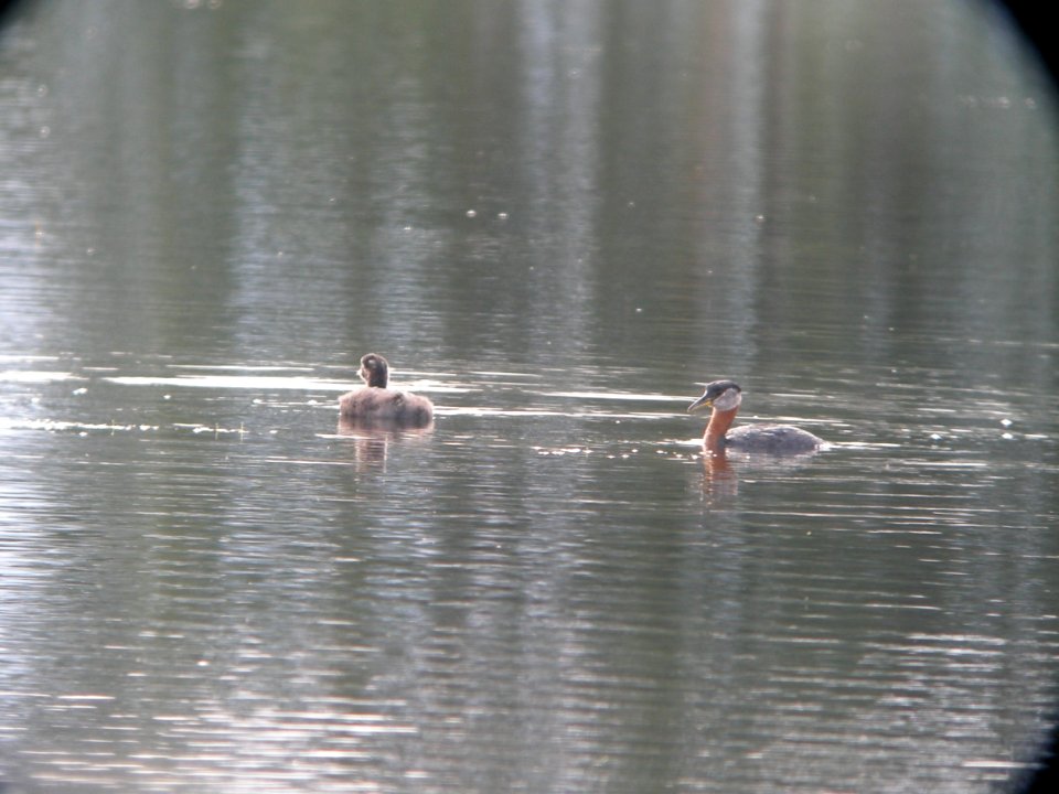 DSCN0500c Red-necked Grebe Westchester Lagoon Anchorage AK 8-17-2018