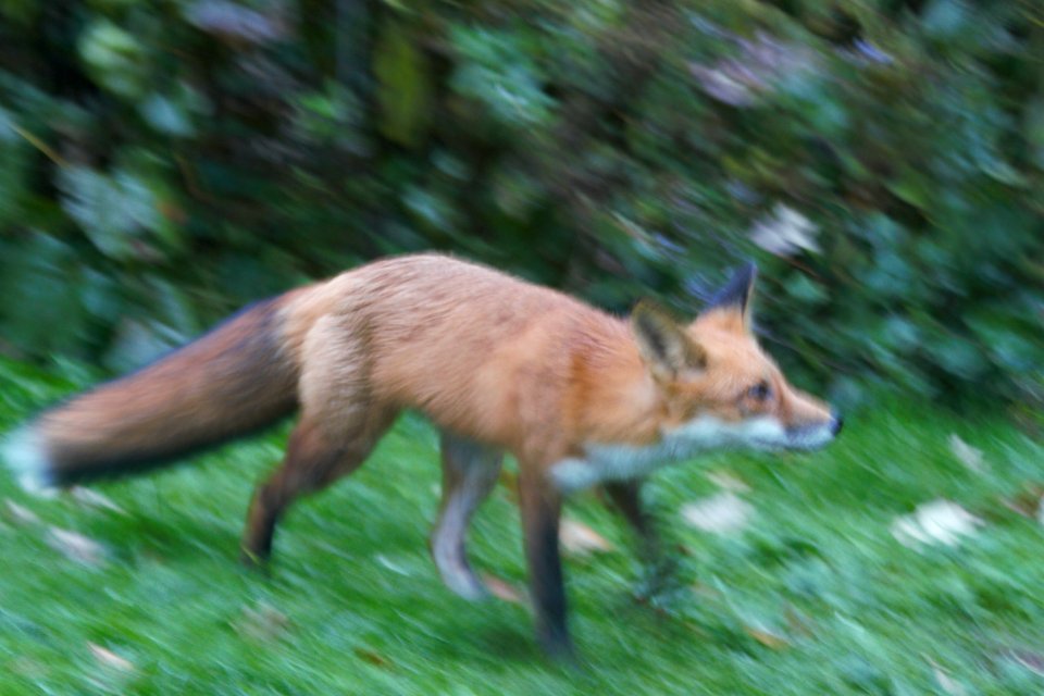 IMG 2659c Red Fox Hse Kankakee IL 10-19-2018