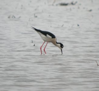 DSCN3229 c Black-necked Stilt Bourbonnais IL 5-14-2014