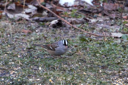 IMG 3304c White-crowned Sparrow Hse Kankakee IL 11-18-2018 photo