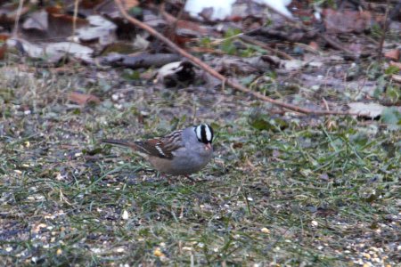 IMG 3304c White-crowned Sparrow Hse Kankakee IL 11-18-2018