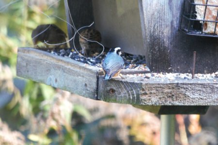 IMG 2880c Red-breasted Nuthatch Hse Kankakee IL 10-24-2018