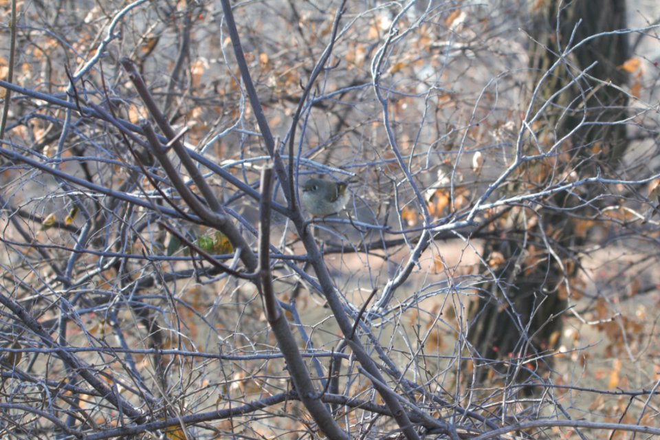 IMG 3690c Ruby-crowned KInglet Perry Farm Kankakee Co IL 12-16-2018