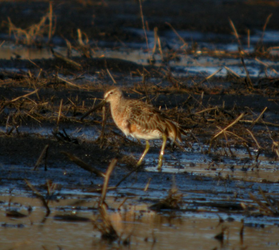 DSCN3080 c LB Dowitcher TNC Kankakee Sands IN 4-22-2014