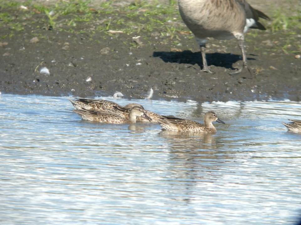DSCN9925c Blue-winged Teal Willowhaven Area Kankakee Co IL 9-5-2018