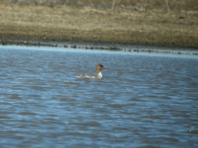 DSCN9606c Red-breasted Merganser Willowhaven Area Kankakee Co IL 4-7-2018