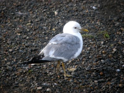 DSCN0463c Mew Gull Potter Marsh Boardwalk Anchorage AK 8-16-2018