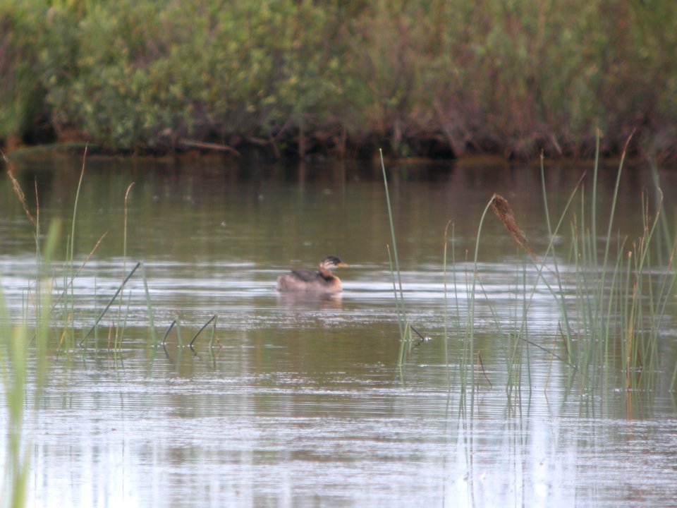 DSCN0483c Red-necked Grebe Potter Marsh Boardwalk Anchorage AK 8-16-2018