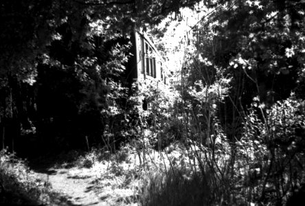 Praktica BC1 - Carriage Lost in Vegetation