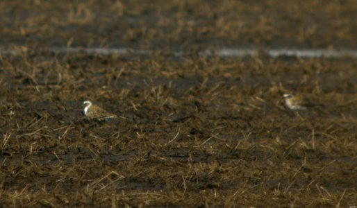 DSCN3101 c American Golden-Plover TNC Kankakee Sands IN 4-24-2014