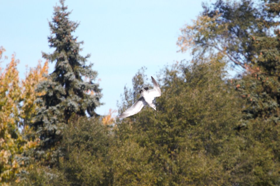 IMG 2734c Herring Gull Dam Kankakee IL 10-22-2018