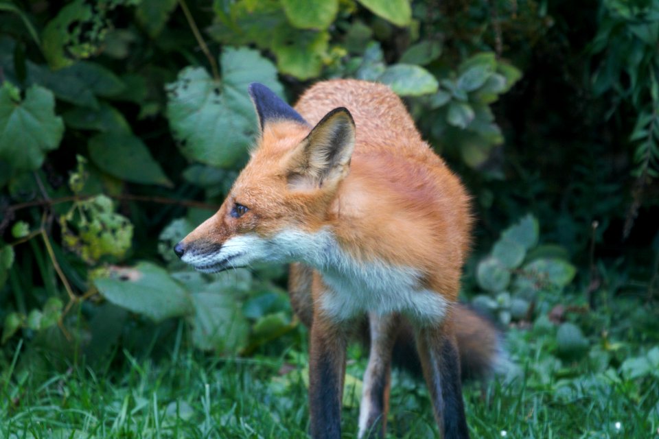 IMG 2534 Red Fox Hse Kankakee IL 10-8-2018