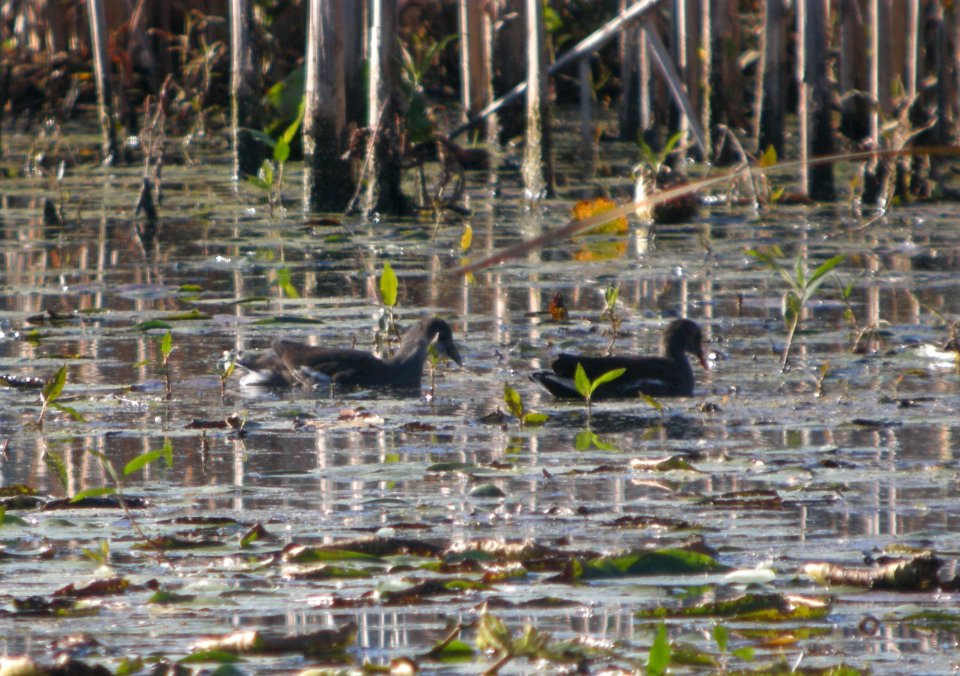 DSCN0843 c Common Gallinule Newton Co IN 10-10-2013