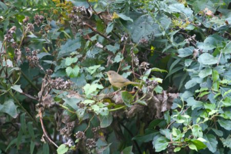 IMG 2379c Common Yellowthroat Hse Kankakee IL 10-3-2018