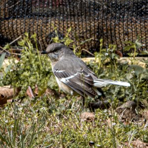 Day 77 - Moody Mockingbird photo