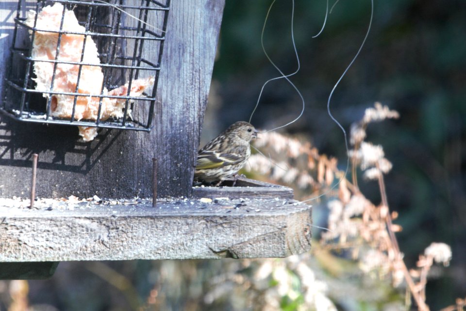 IMG 2893c Pine Siskin Hse Kankakee IL 10-24-2018