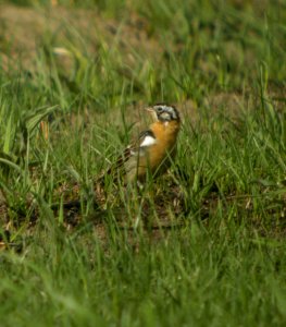 DSCN3092 c Smith's Longspur TNC Kankakee Sands IN 4-22-2014
