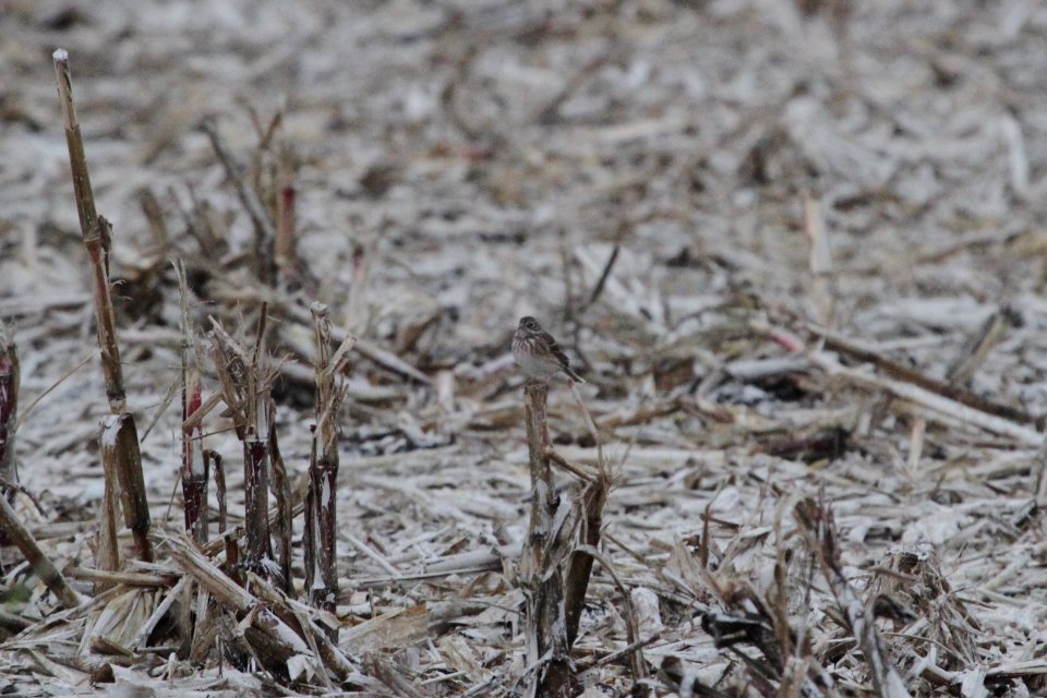 IMG 2235c Vesper Sparrow Willowhaven Kankakee Co IL 10-1-2018