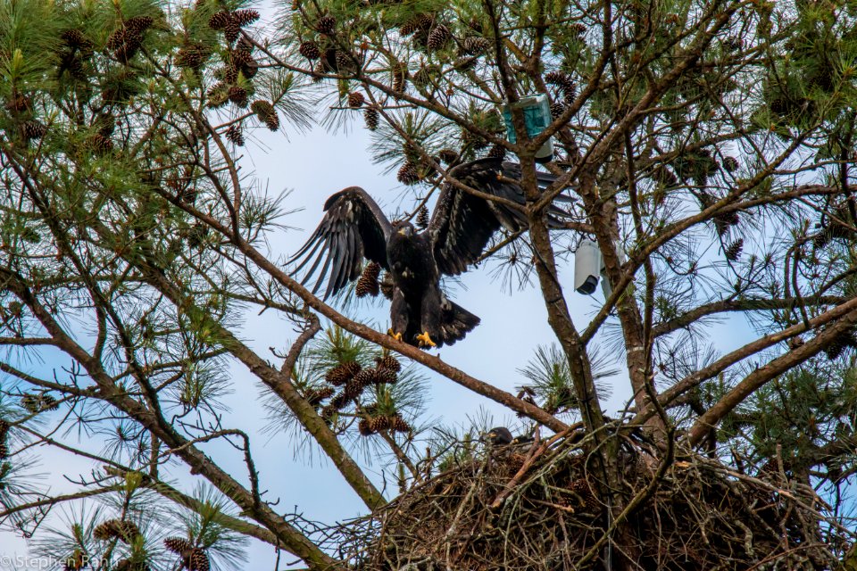Berry College Eagles 2015