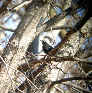 DSCN2890 c Rusty Blackbird Kankakee IL 3-30-2014 (Photo thru bins)