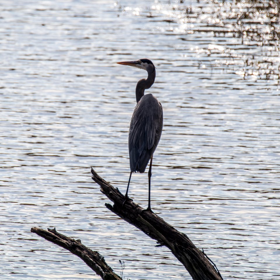 Blue Heron at the Ocmulgee National Monument