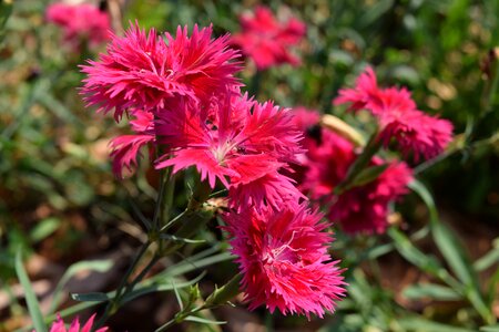 Beautiful flowers pink flower flower