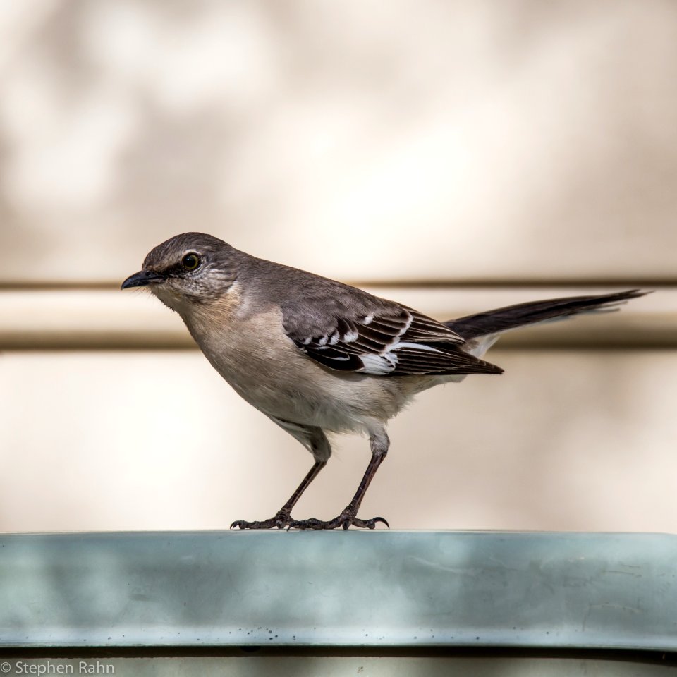 Mockingbird