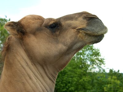 Camel zoo sand photo