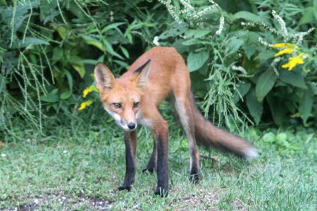 IMG 1321 Red Fox Hse Kankakee IL 8-25-2018 photo