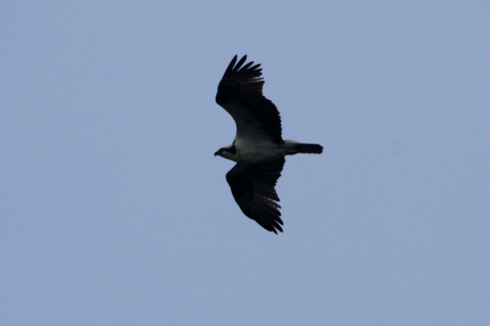 IMG 1908c Osprey Willow Slough FWA IN 9-24-2018