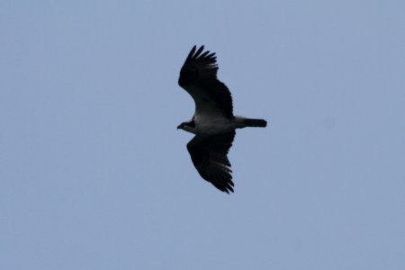IMG 1908c Osprey Willow Slough FWA IN 9-24-2018